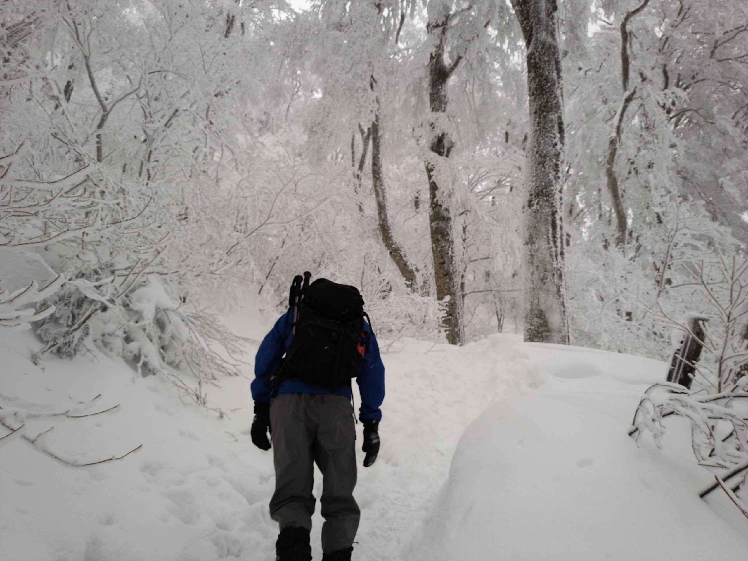 伯耆大山 雪の登山道