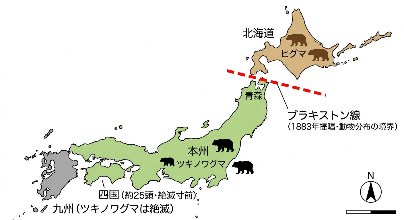 日本列島のクマ2種の分布とブラキストン線を示す地図
