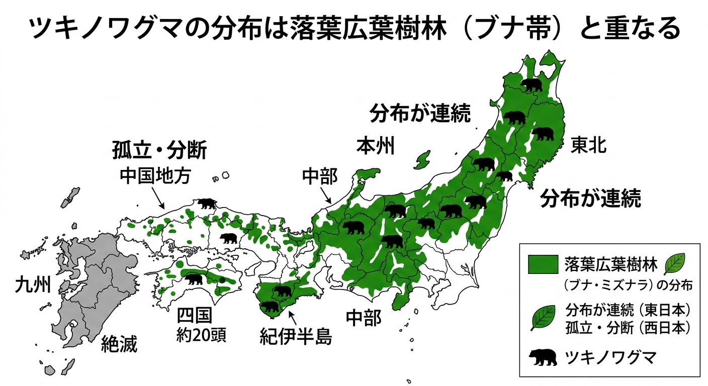 ツキノワグマの分布と落葉広葉樹林(ブナ帯)の重なりを示す地図