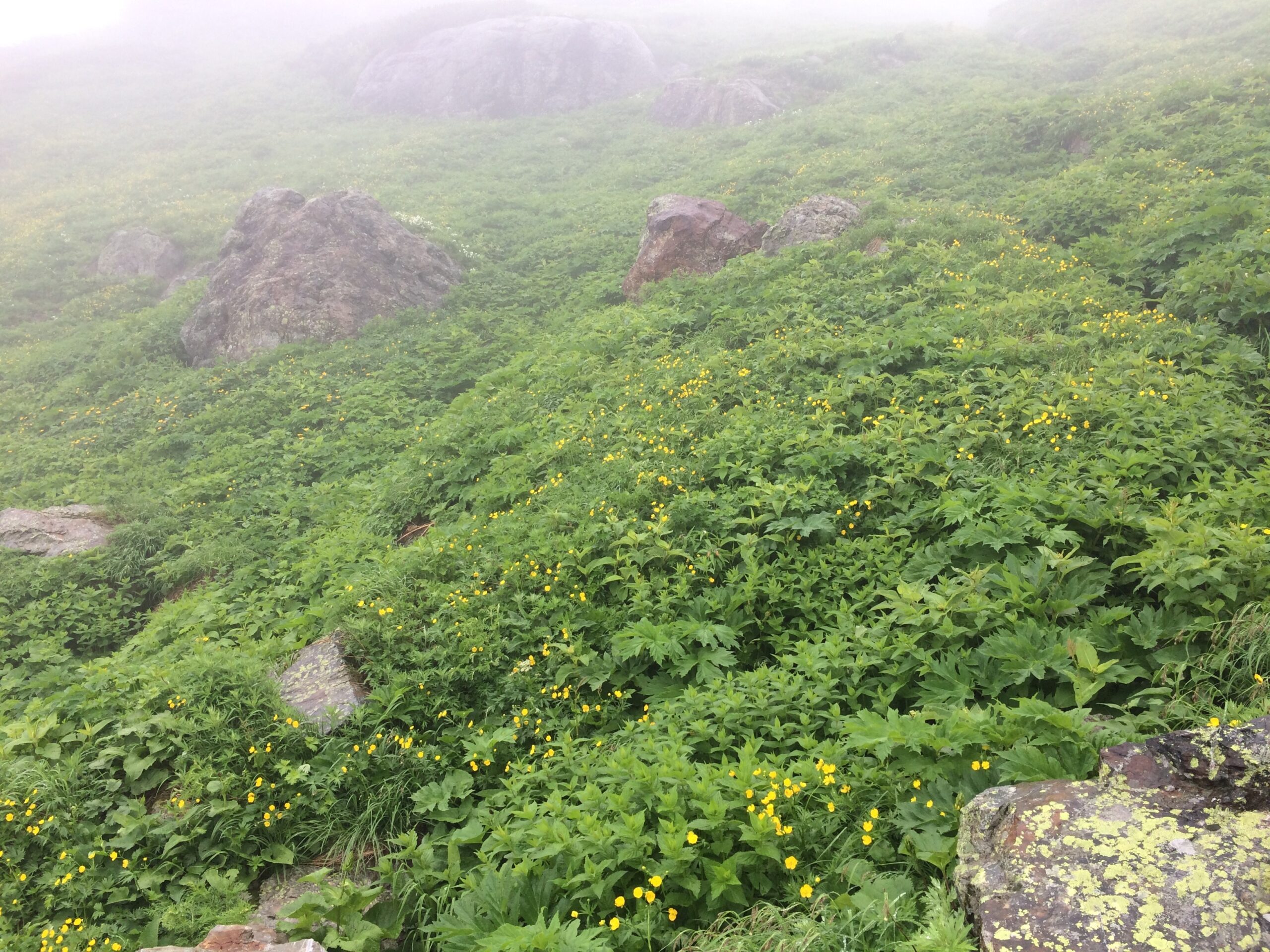 白馬岳のお花畑、霧のなかに黄色い高山植物が咲く斜面