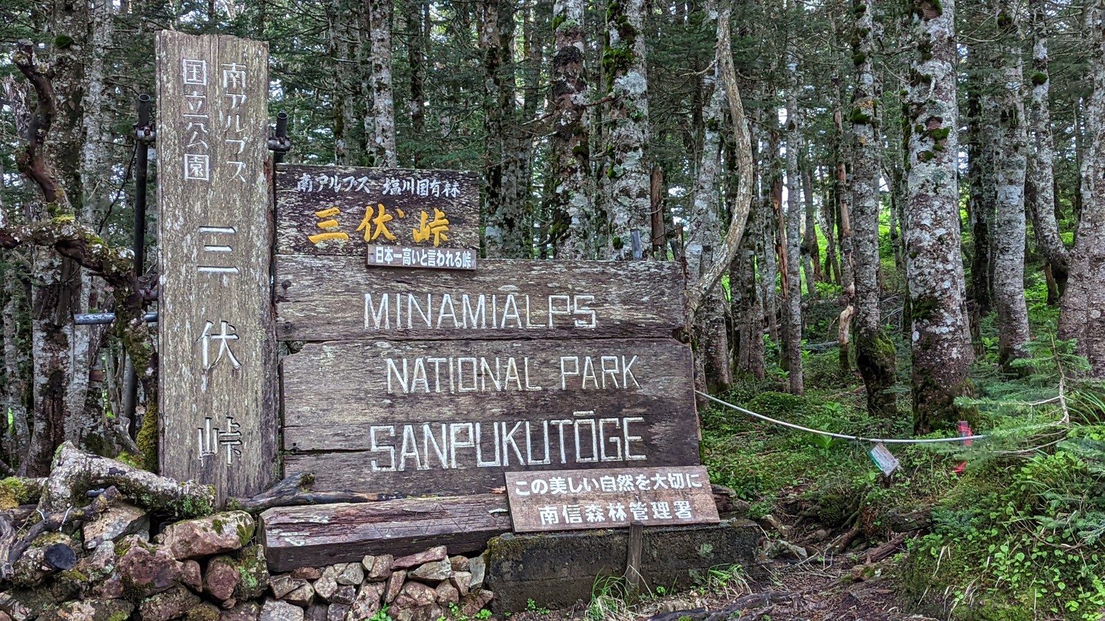 三伏峠の標識と原生林
