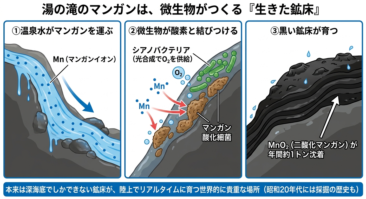 温泉水のマンガンイオンを微生物が酸素と結合させ二酸化マンガンとして沈着させる仕組みの図解