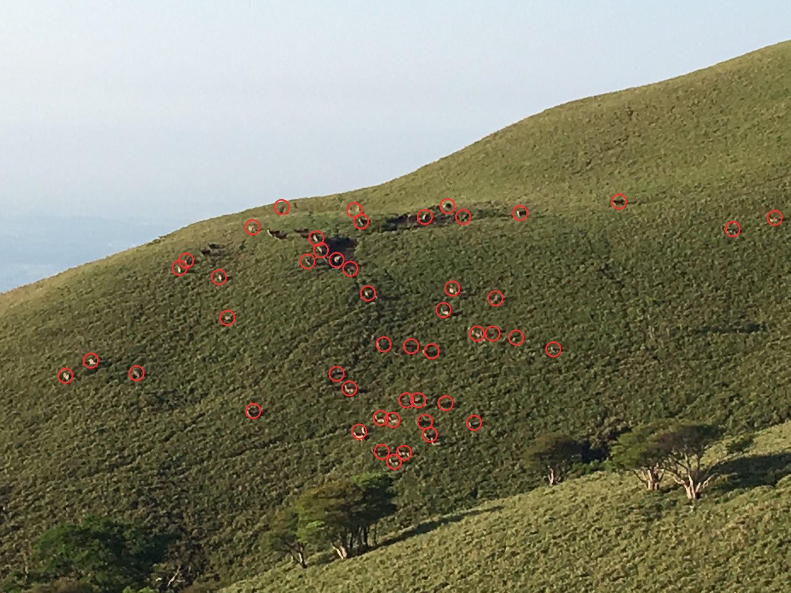 鈴鹿・竜ヶ岳の笹原に散らばるニホンジカの群れ。確認できた49頭を赤丸で示している