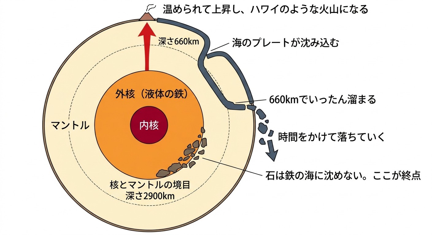 沈み込んだプレートが深さ660kmで滞留し、やがて落下して核とマントルの境目に積もり、そこから上昇流が立ち上るまでを示した地球断面図